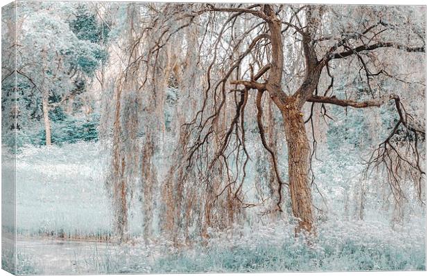  Secret Life of the Willow Tree. Nature in Alien S Canvas Print by Jenny Rainbow