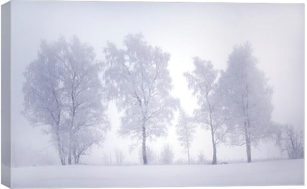  Ghostly Trees in the Winter Mist Canvas Print by Jenny Rainbow