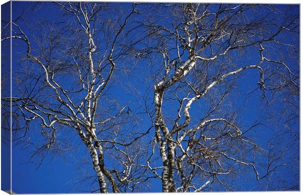  Deep Blue Sky and Birch Tree  Canvas Print by Jenny Rainbow