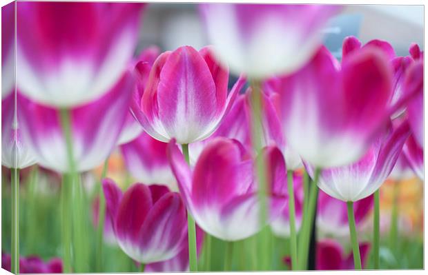 Spring Celebration. Tulips of Keukenhof  Canvas Print by Jenny Rainbow