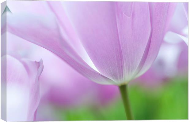  Airy Purple. Tulips of Keukenhof Canvas Print by Jenny Rainbow