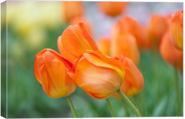 Dutch orange tulips close up Canvas Print by Jenny Rainbow