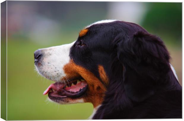 Bernese Mountain Dog profile Canvas Print by Jenny Rainbow