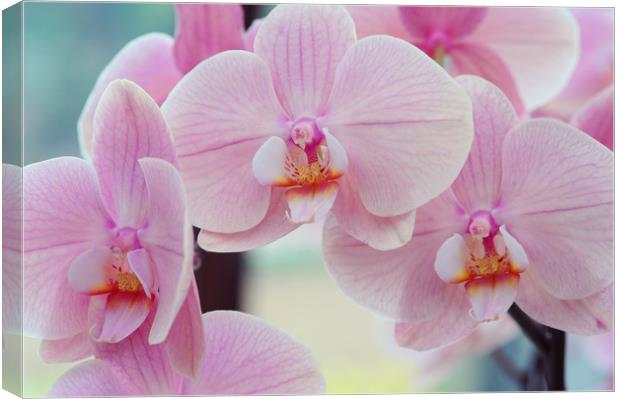Beautiful orchids close up Canvas Print by Jenny Rainbow