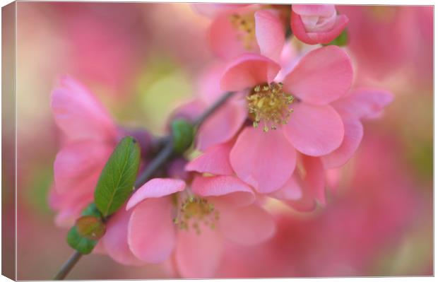 Spring Love                   Canvas Print by Jenny Rainbow