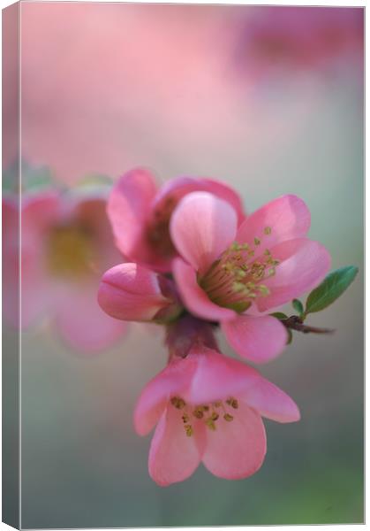 Japanese Flowering Quince                          Canvas Print by Jenny Rainbow