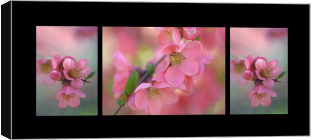 The Tender Spring Blooms. Triptych on Black Canvas Print by Jenny Rainbow