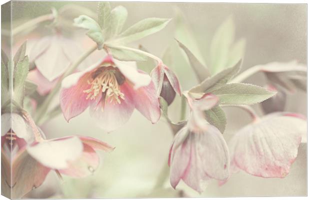 Spring Pastels                                     Canvas Print by Jenny Rainbow