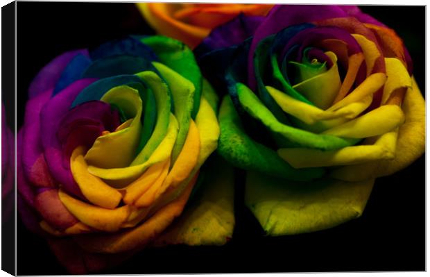 Rainbow RoseS Canvas Print by Jenny Rainbow