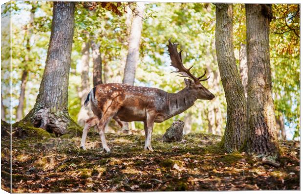 King of the Forest 6 Canvas Print by Jenny Rainbow