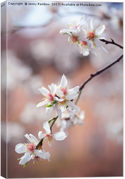 Branch of blooming plum tree Canvas Print by Jenny Rainbow