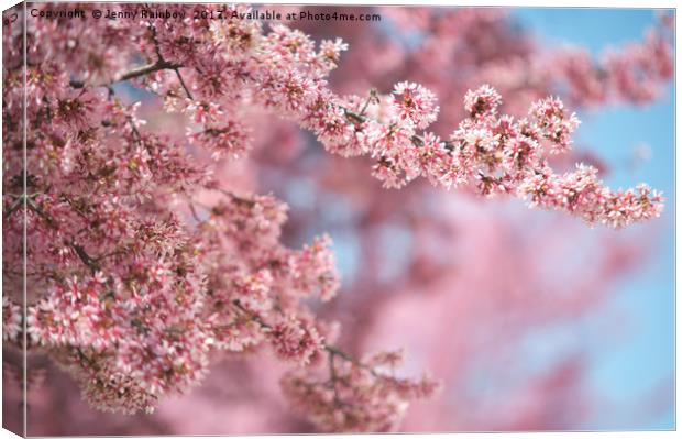 Blooming branches of pink Kwanzan Cherry tree Canvas Print by Jenny Rainbow