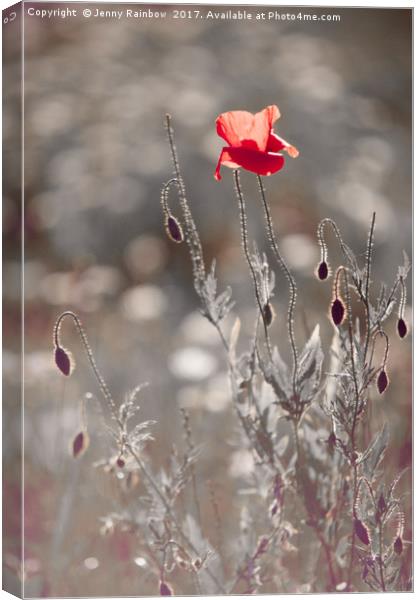 Red Poppy in Silver Grass Canvas Print by Jenny Rainbow
