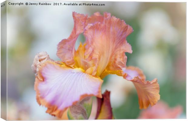 Afternoon Delight Iris flower Canvas Print by Jenny Rainbow