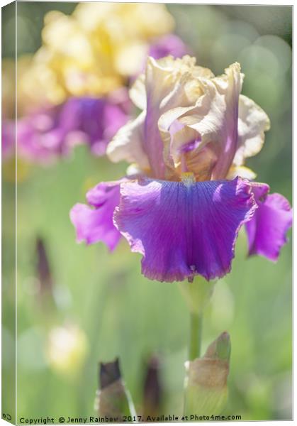 Amigos Guitar Iris in garden Canvas Print by Jenny Rainbow