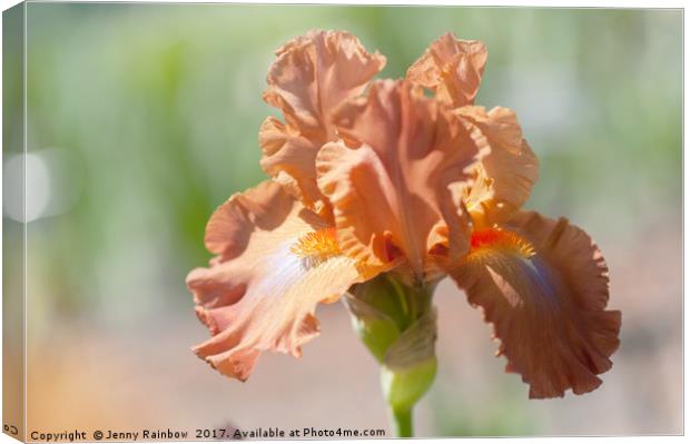 Dodge City Close Up. The Beauty of Irises Canvas Print by Jenny Rainbow