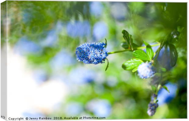 Blue Blossom of Ceanothus Concha in Spring Canvas Print by Jenny Rainbow