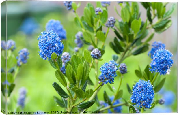 Blue Blossom of Ceanothus Concha Branch Close Up Canvas Print by Jenny Rainbow