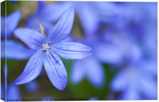 Campanula Blue Waterfall Canvas Print by Jenny Rainbow