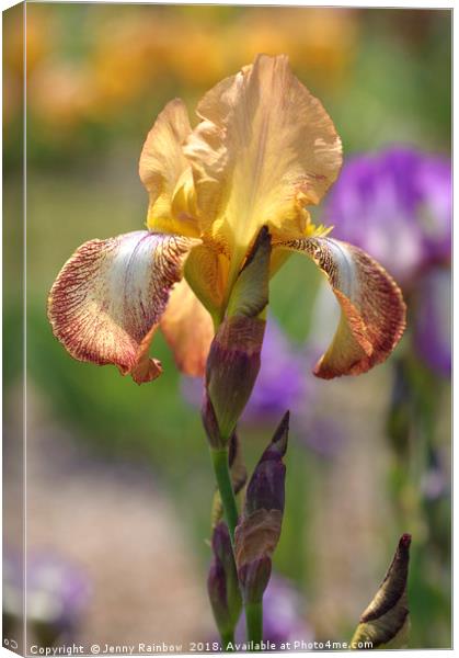 Magic Carpet.The Beauty of Irises Canvas Print by Jenny Rainbow