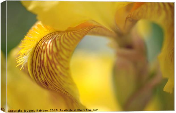 Sepiagold.The Beauty of Irises Canvas Print by Jenny Rainbow
