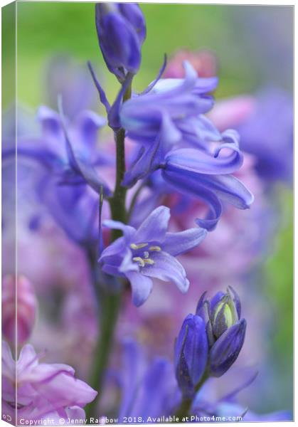 Spanish Bluebells Canvas Print by Jenny Rainbow