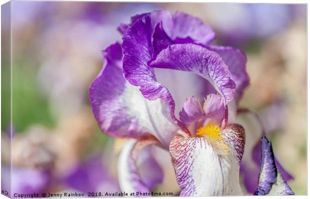 Tall Bearded Iris 'Minnie Colquitt' Canvas Print by Jenny Rainbow