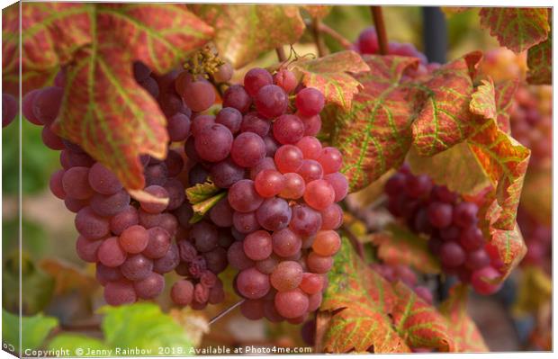 Juicy Taste Of Autumn. Red Grapes Clusters 1 Canvas Print by Jenny Rainbow