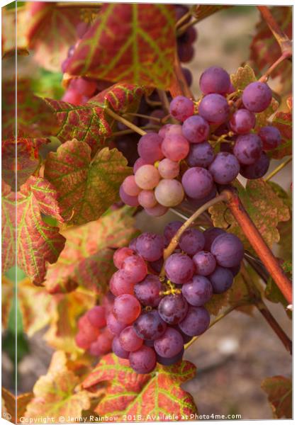 Juicy Taste Of Autumn. Red Grapes Clusters 3 Canvas Print by Jenny Rainbow