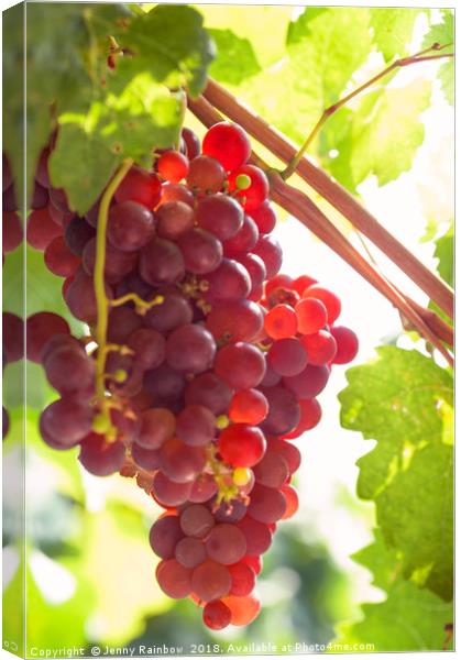 Juicy Taste Of Autumn. Red Grapes Clusters 9 Canvas Print by Jenny Rainbow