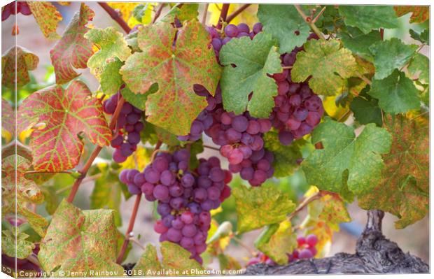 Juicy Taste Of Autumn. Red Grapes Clusters 10 Canvas Print by Jenny Rainbow