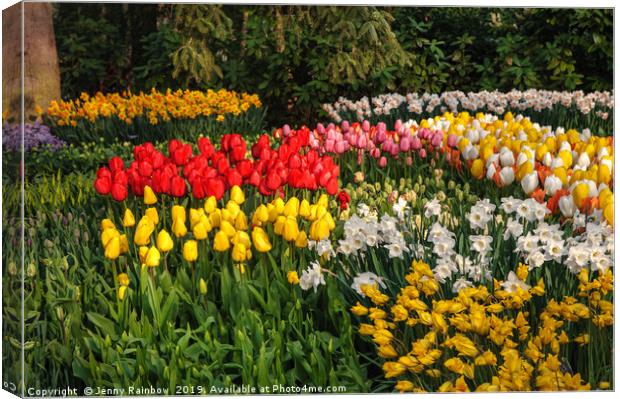 Colorful Patches of Tulips and Narcissus Canvas Print by Jenny Rainbow