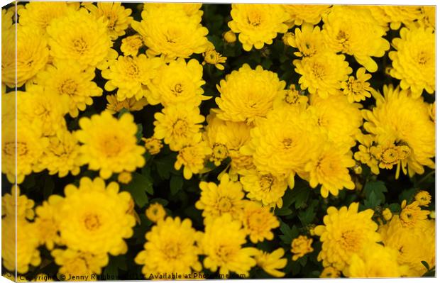 Chrysanthemum Poppins Yellow Jewel  Canvas Print by Jenny Rainbow