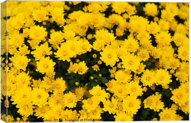 Chrysanthemum Poppins Yellow Jewel  1 Canvas Print by Jenny Rainbow