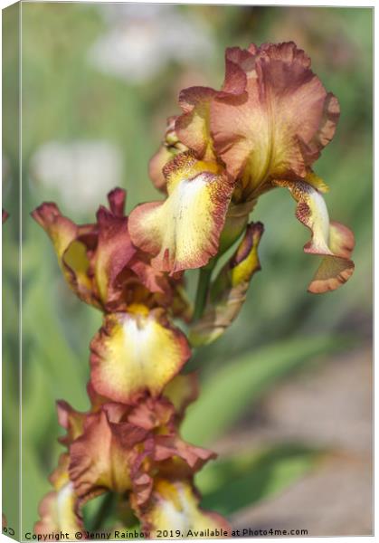 Beauty Of Irises. Taholah 1 Canvas Print by Jenny Rainbow