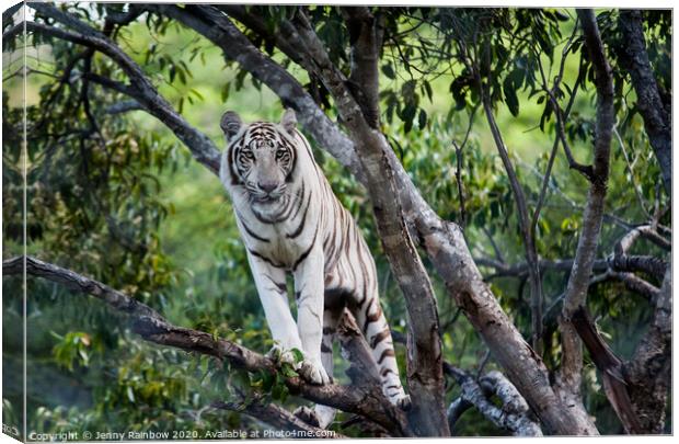 White Tiger on the Tree Canvas Print by Jenny Rainbow