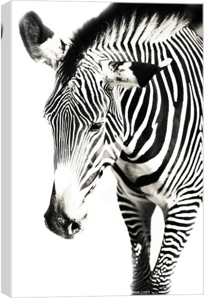 Black and White Canvas Print by Jenny Rainbow