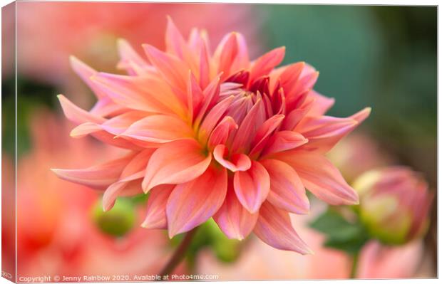 Dahlia Coral Glow Canvas Print by Jenny Rainbow