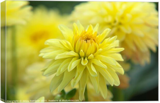 Dahlia Melody Latin Canvas Print by Jenny Rainbow