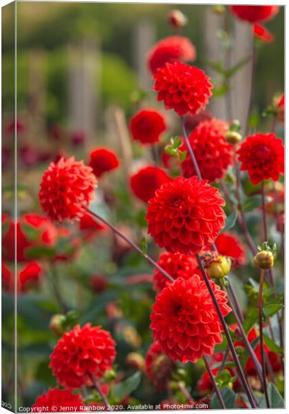 Dahlia Red Cap Canvas Print by Jenny Rainbow