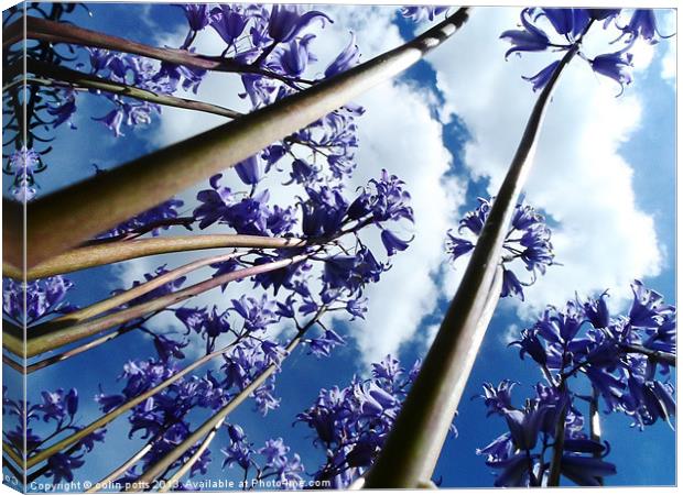 Bluebell trees Canvas Print by colin potts