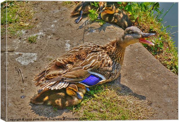 Duck and babies. Canvas Print by colin potts