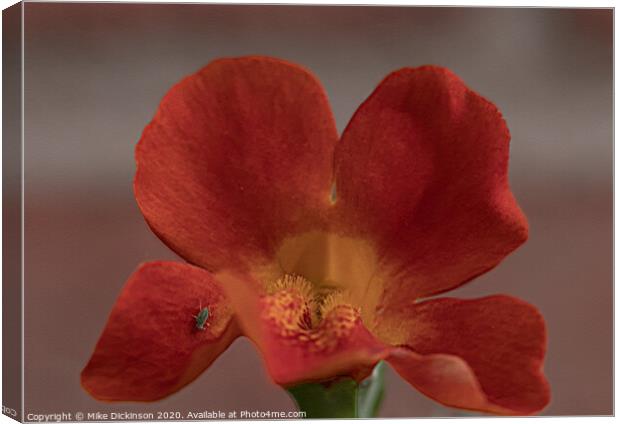 Mimulus Magic Canvas Print by Mike Dickinson