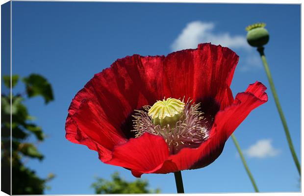 Poppy Canvas Print by vicky Lewis