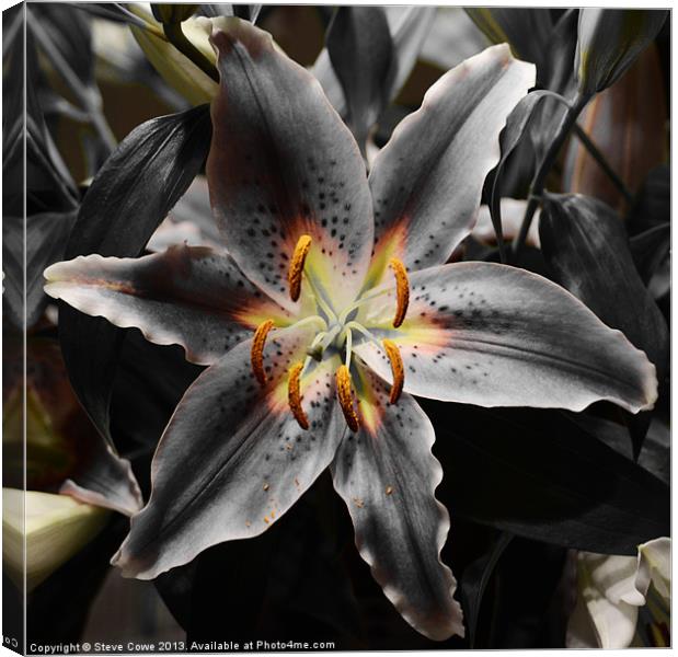 White Lily in Infra red Canvas Print by Steve Cowe