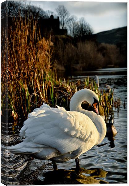 Swan at Lochend Loch Canvas Print by Leo Jaleo 