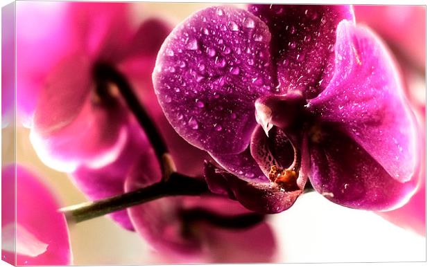Good morning Orchid Canvas Print by Leo Jaleo 