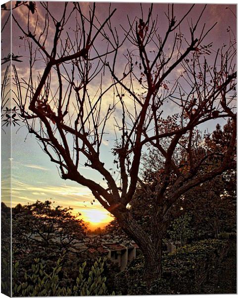 My Tree Canvas Print by Diane  Mohlman