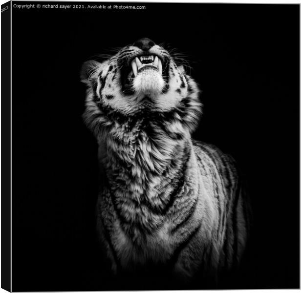 The Begging Tiger Canvas Print by richard sayer