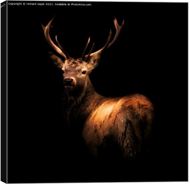 Majestic Red Stag in the Wild Canvas Print by richard sayer